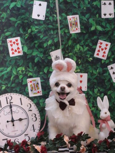 20250416シロくん